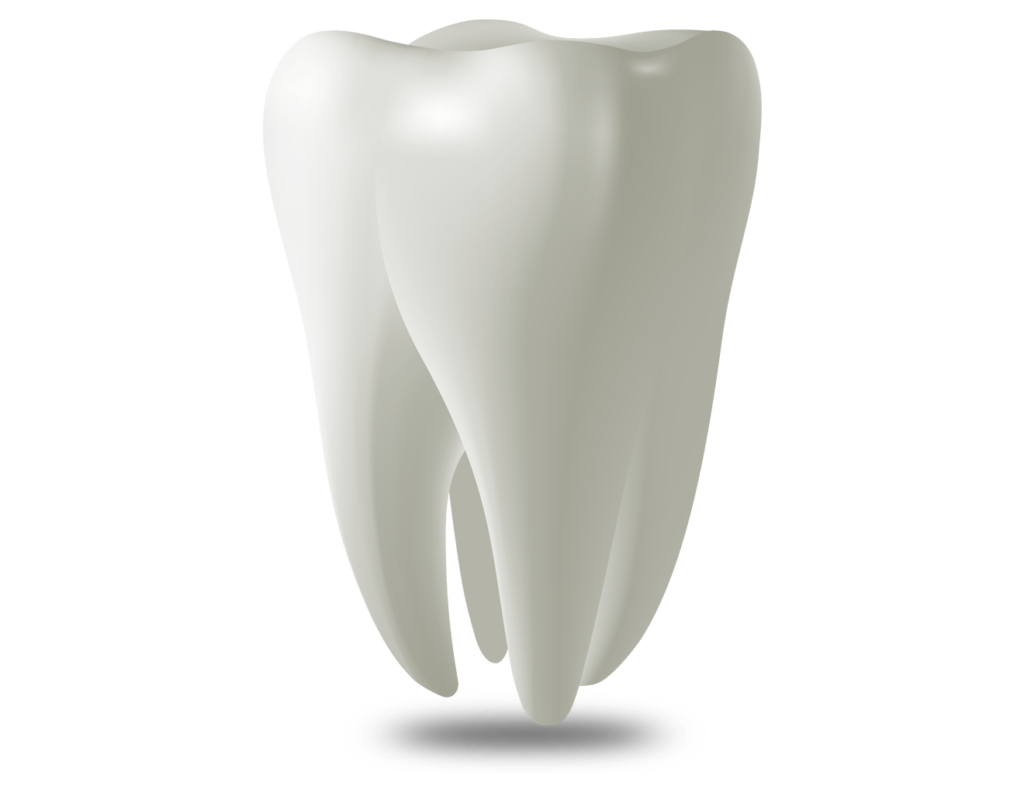 tooth model The Oral Surgery Group